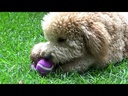 youtube - [Video]