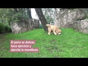 youtube - [Video]