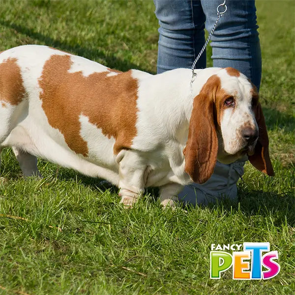 FL9104_003.webp
