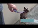 youtube - [Video]