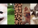youtube - [Video]