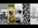 youtube - [Video]