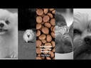 youtube - [Video]
