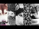 youtube - [Video]