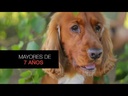 youtube - [Video]