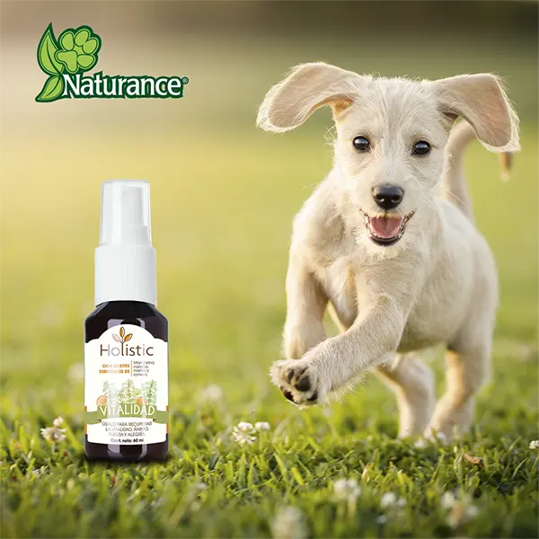 KIT DE AROMATERAPIA VITALIDAD 60 ML
