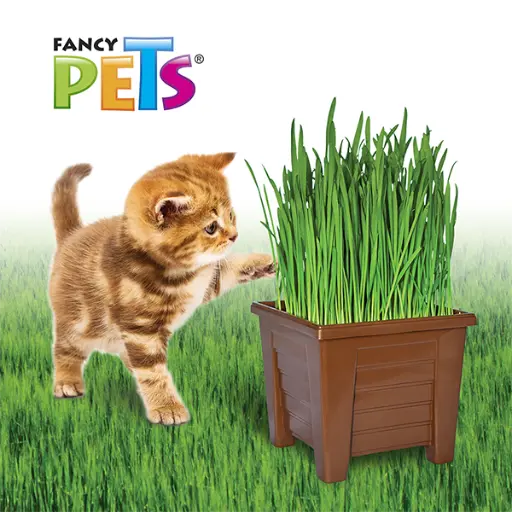 [FL3916] PASTO P/GATOS